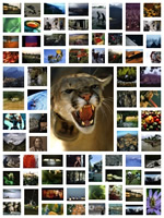 Best photo collage app for mac